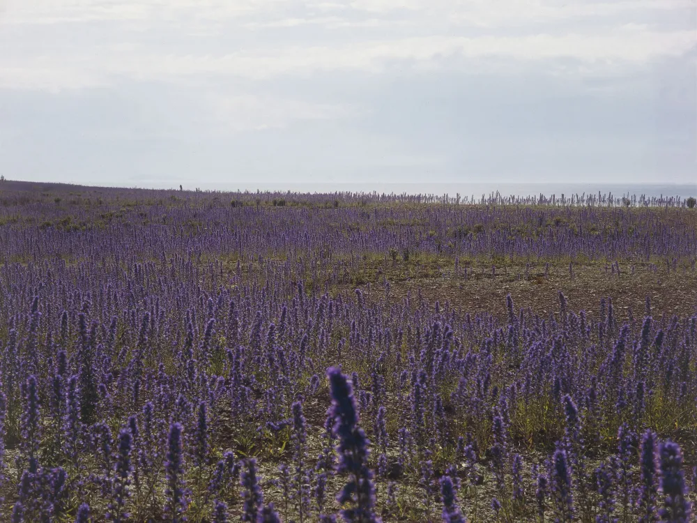 Neptuni åkrar - Blomsterlokal