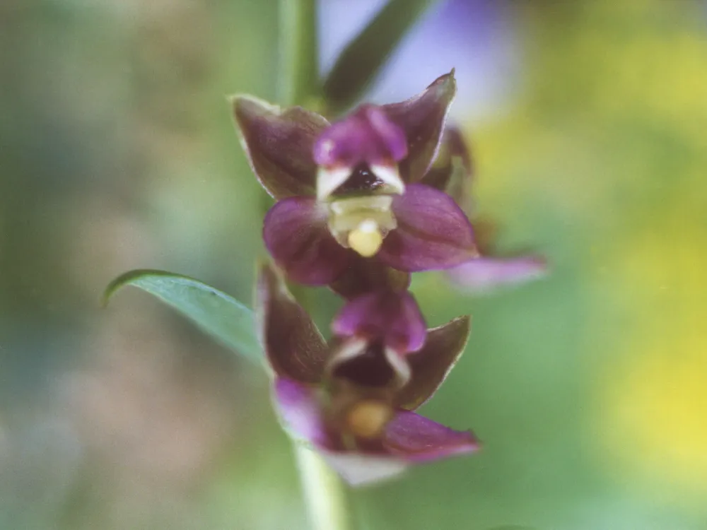 Karums naturreservat 