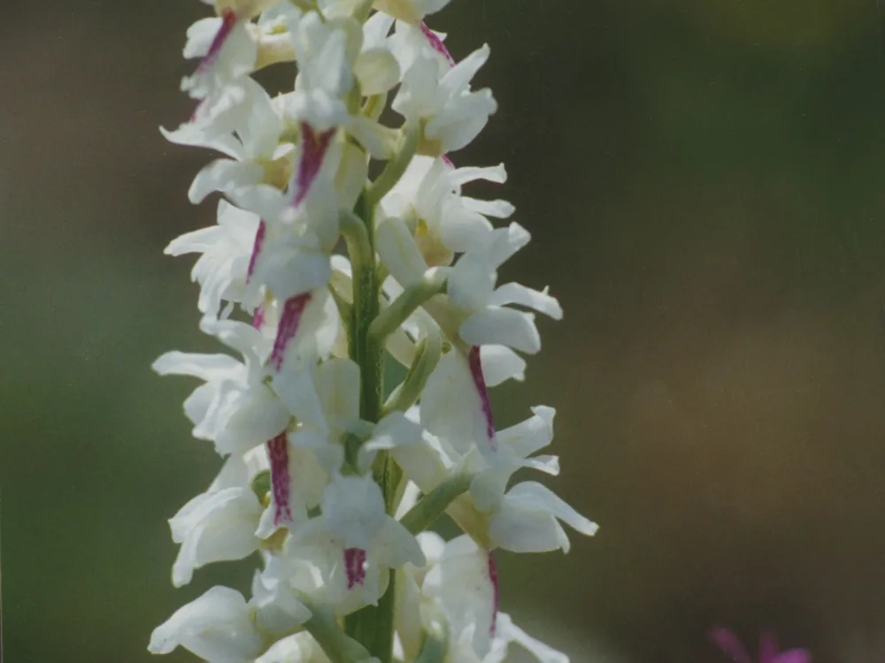 Seby-Standort – Blumenladen
