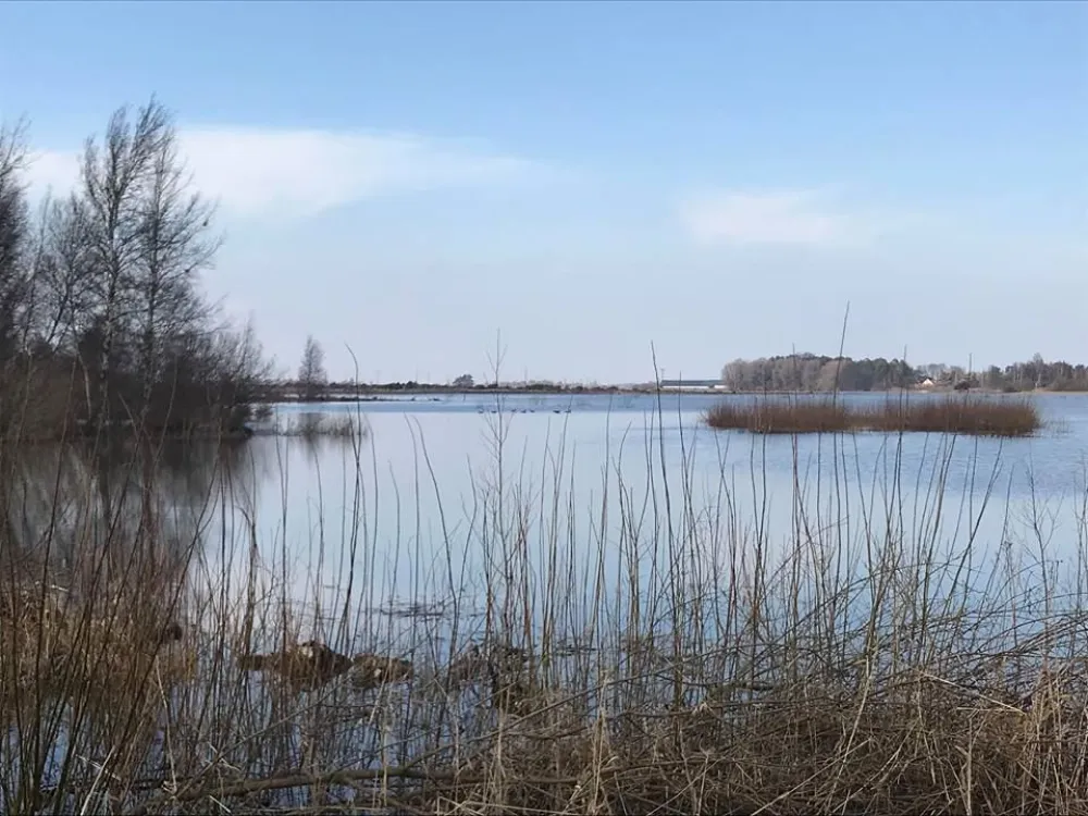 Triberga-Alby bog