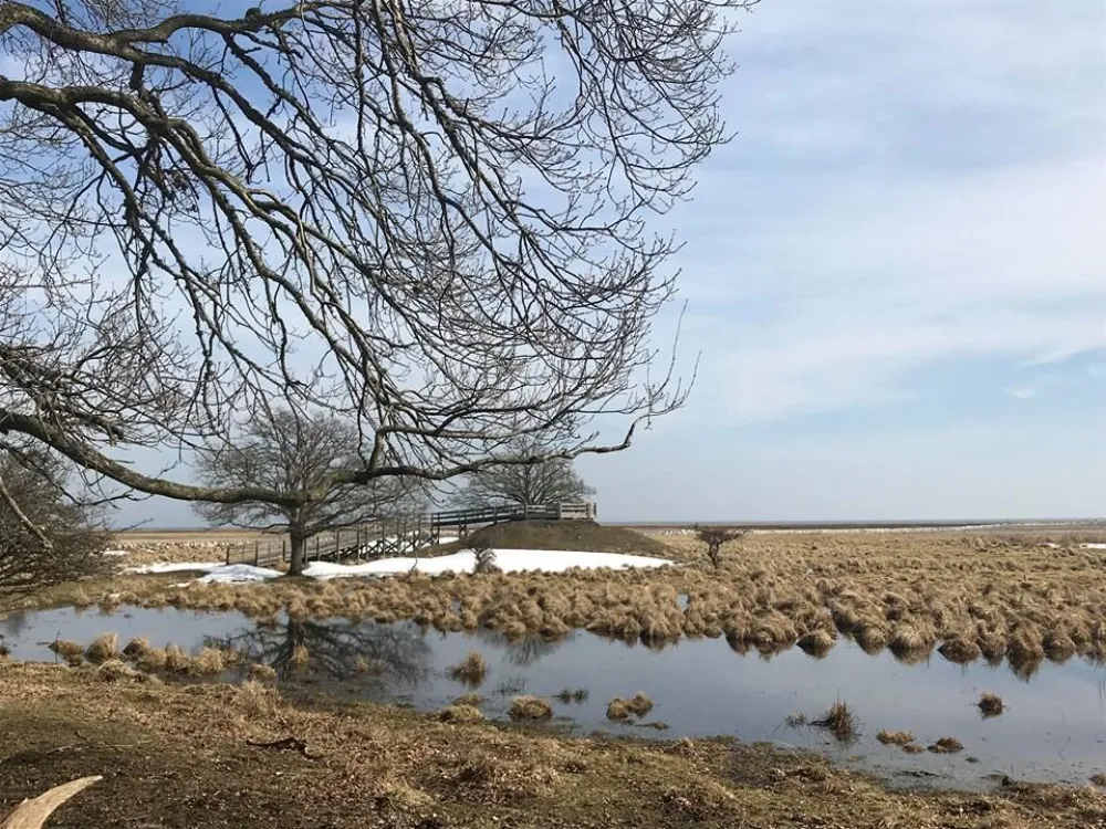 Ottenby lund - Fågelskådarplattform | Kanontornet