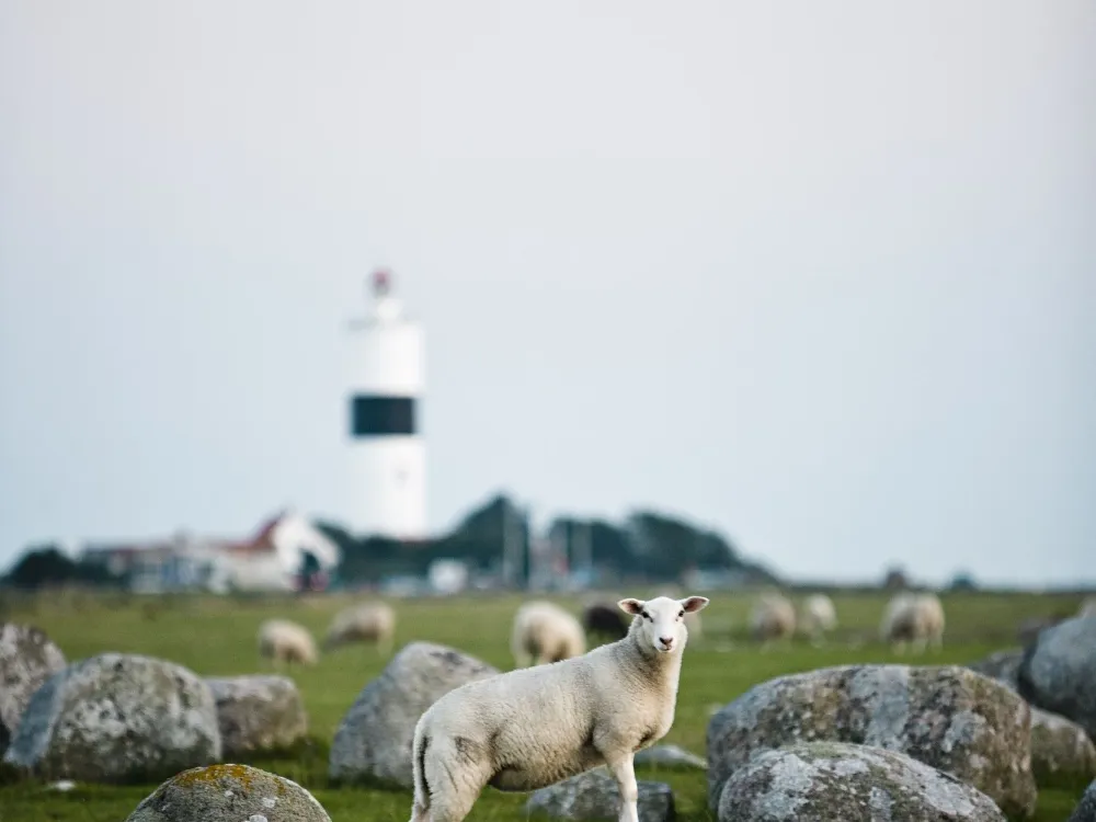 Leuchtturm Långe Jan – Ölands Südkap