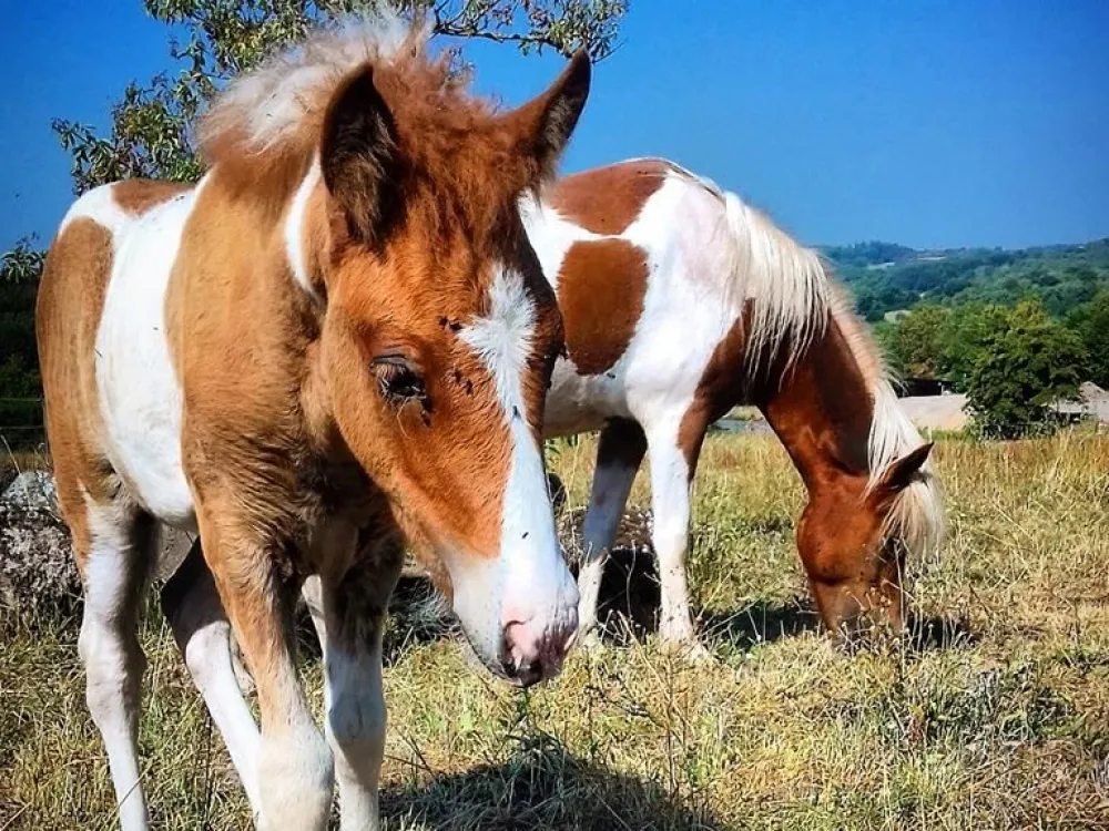 Anni Christina Equestrian - Islandshästridning