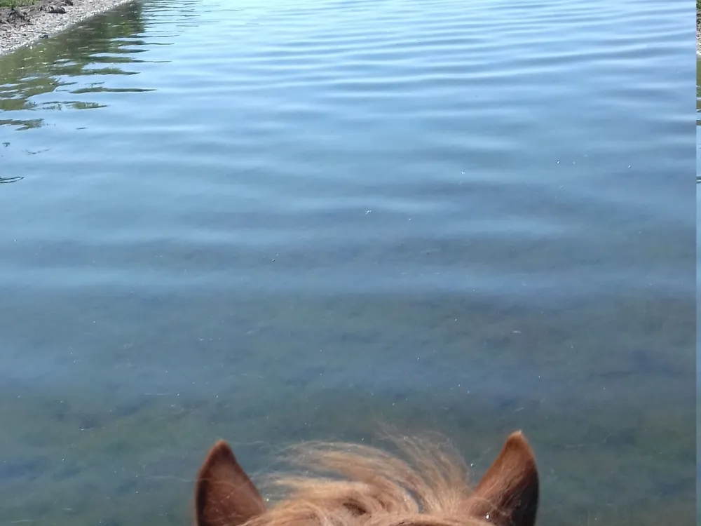 Anni Christina Equestrian - Islandshästridning