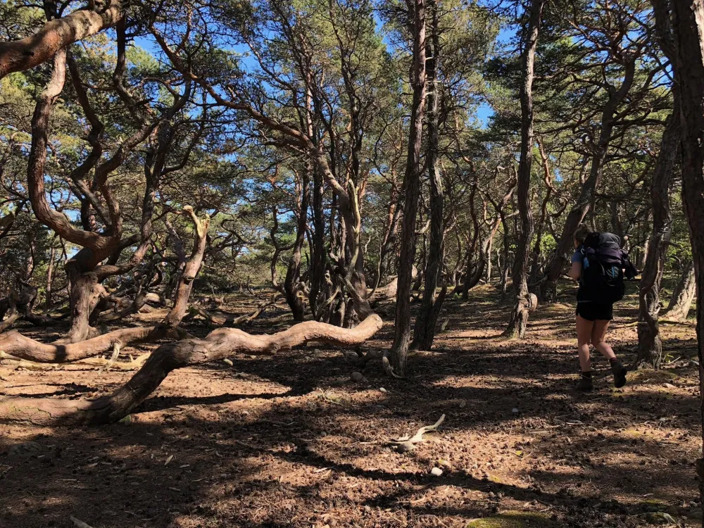 Trollskogens Wanderwege