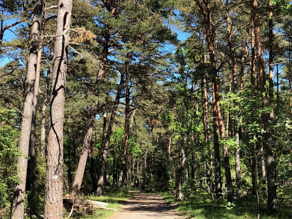Trollskogens Wanderwege