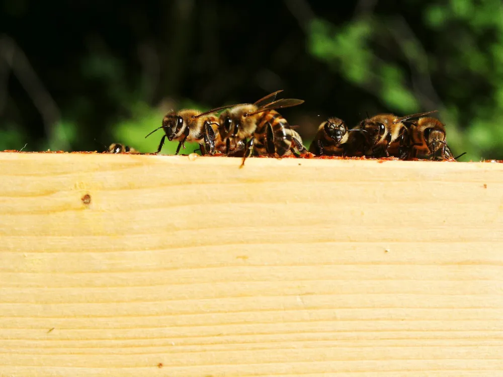 Nydala apiary