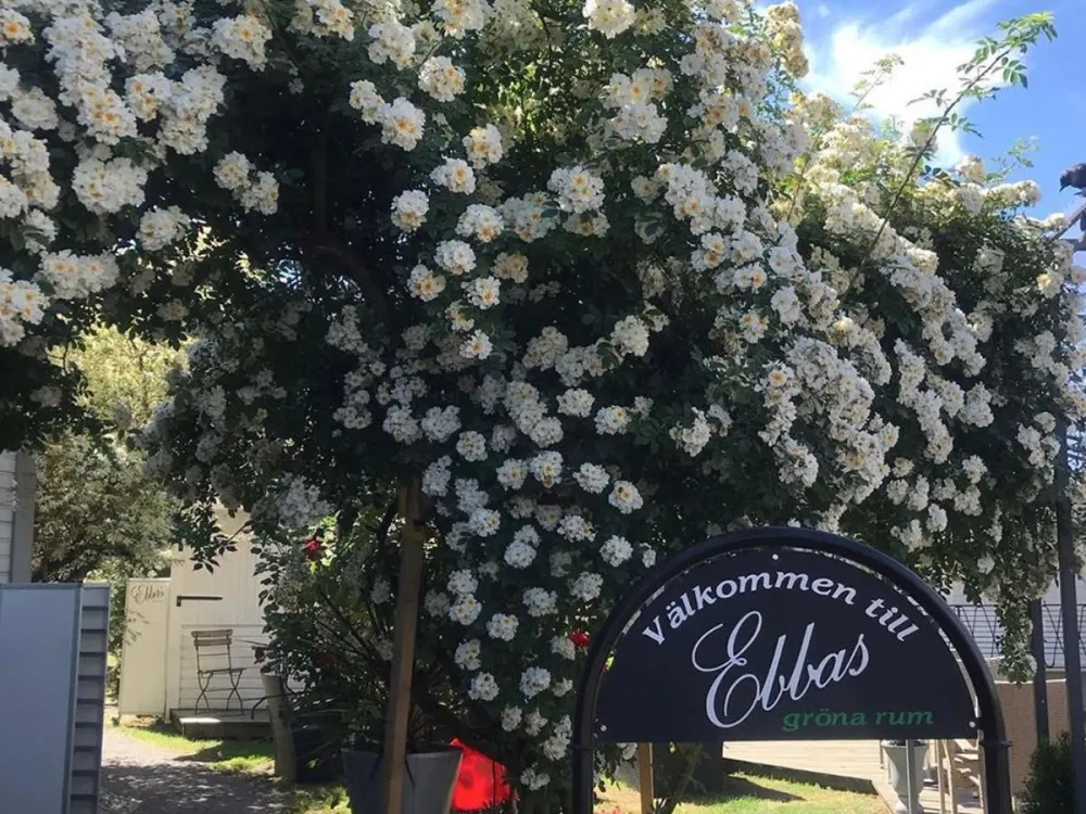 Ebba's Garden Café in Borgholm