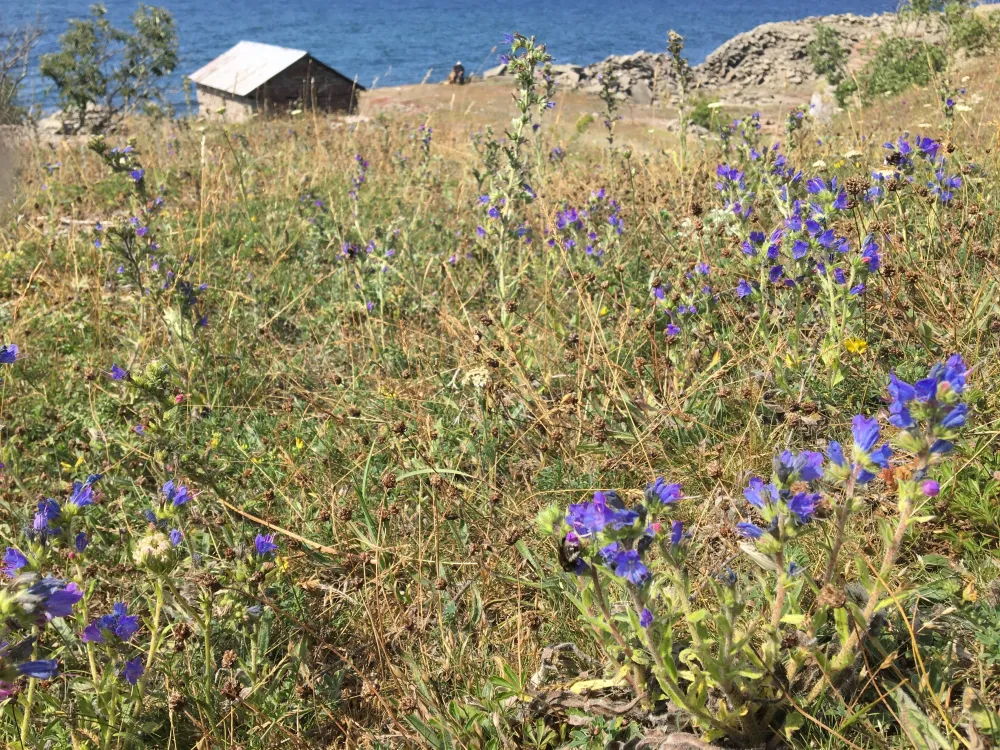 Stenkusten – a food tour in the landscape of the twilight hours