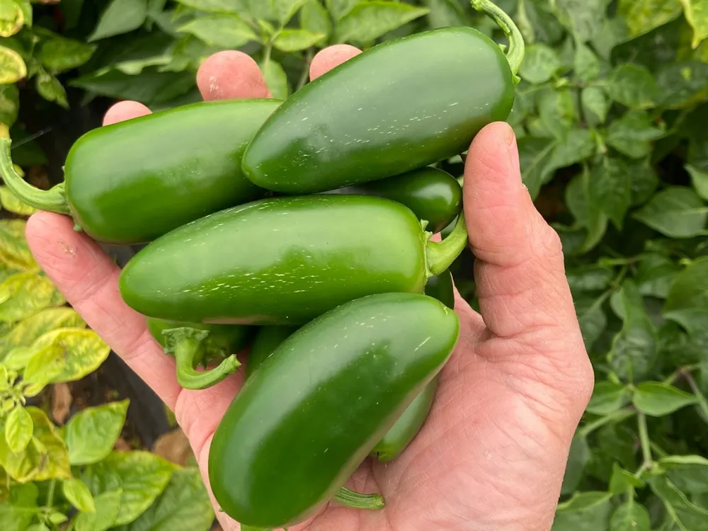 Pappi's Chilli