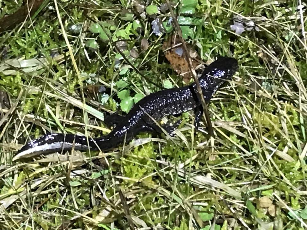 Salamanderspaning på Mittlandsgården