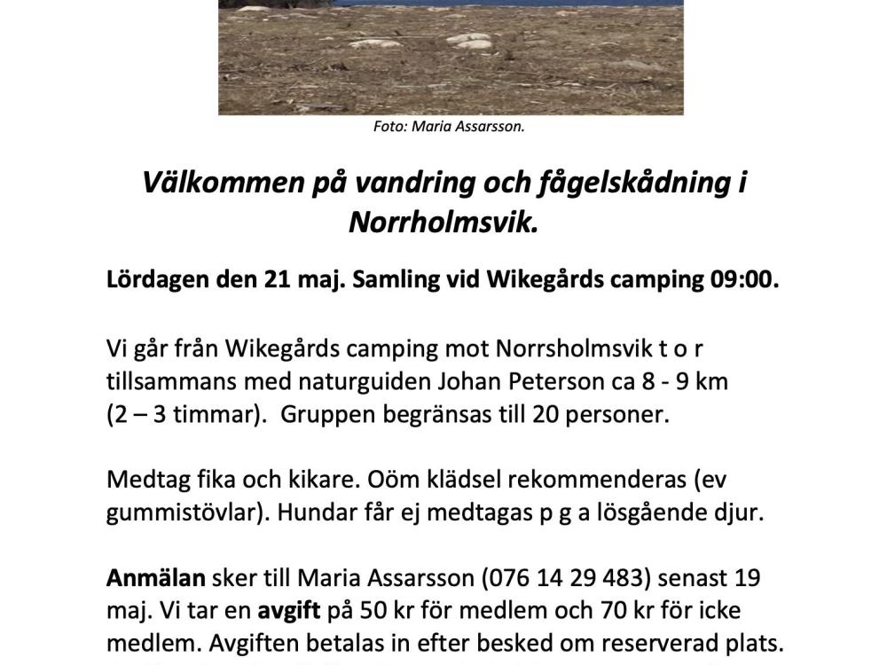 Fågelskådning i Norrholmsvik