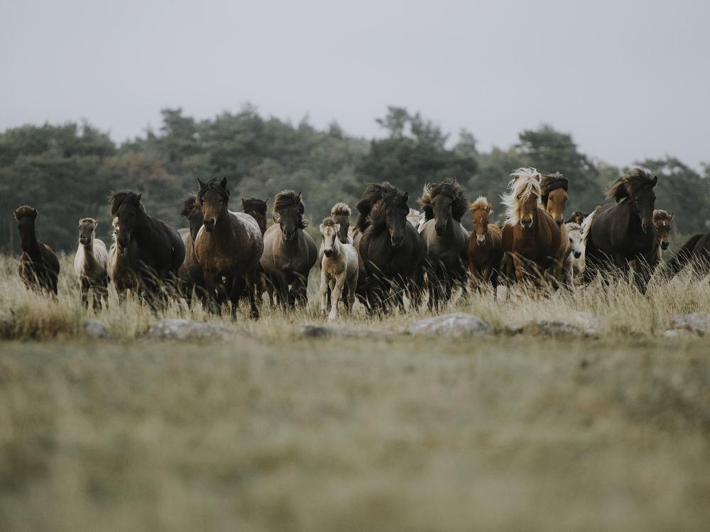 Kvarnbacka Icelandic horses