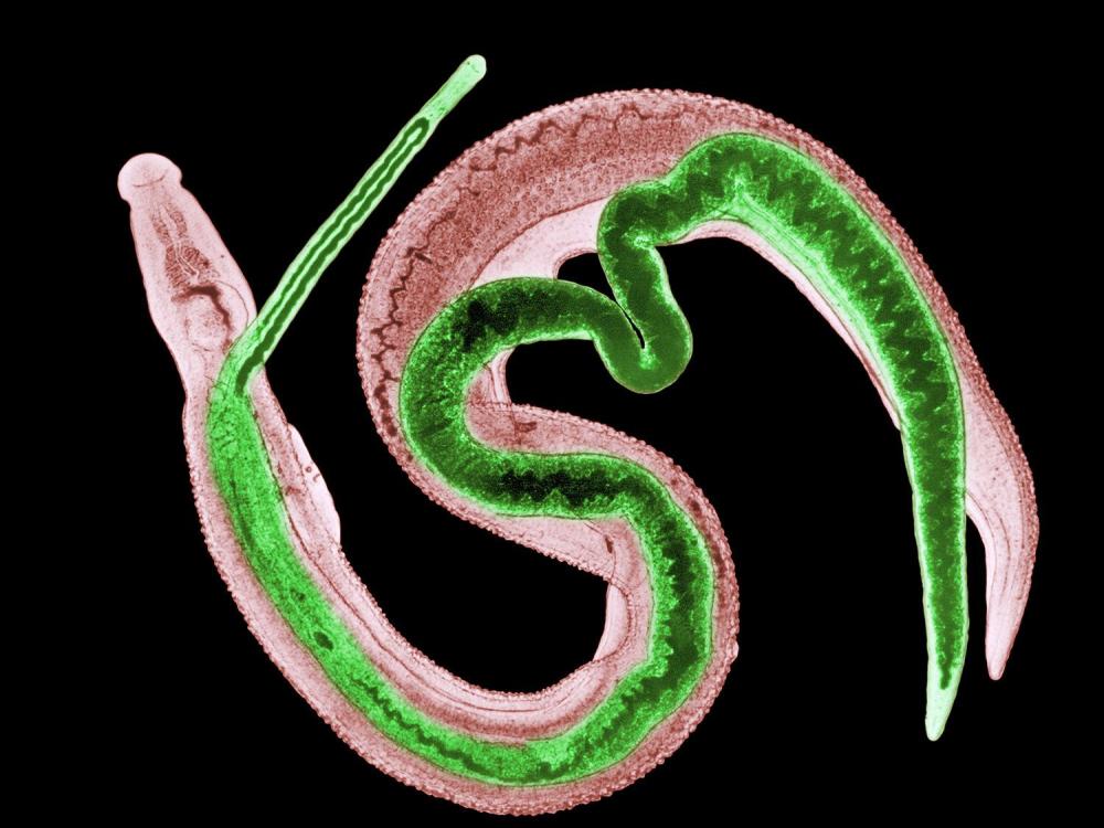  oSchistosoma-parasiter, 700 miljoner människor drabbade via sötvatten, sk. snäckfeber.