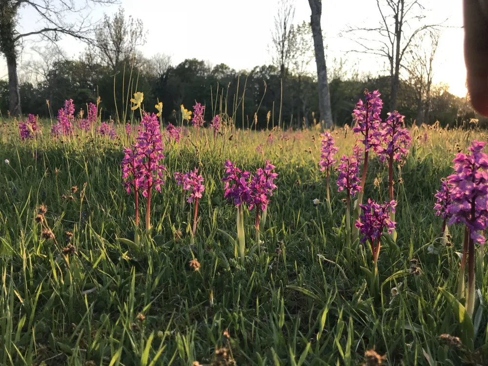 Orchid walk Vickleby elves