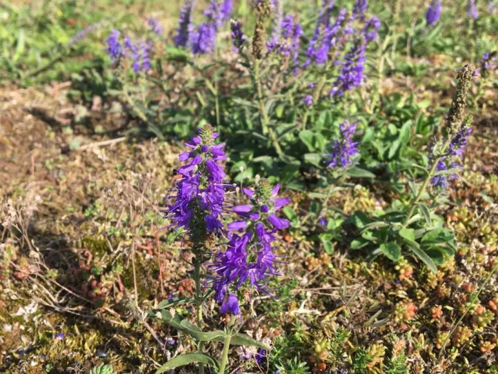 Kulinarischer Spaziergang – Probieren Sie Öland im Weltkulturerbe