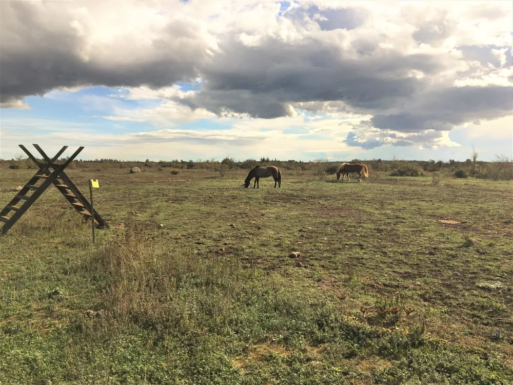 Kulinarischer Spaziergang – Probieren Sie Öland im Weltkulturerbe