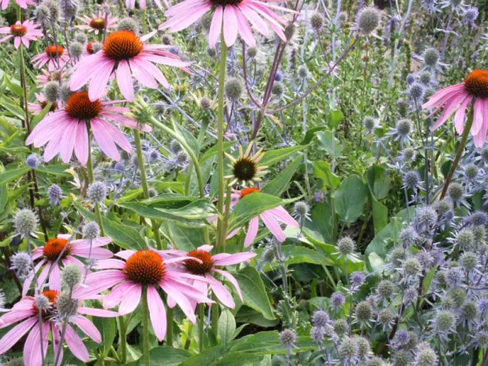 Bring Garden