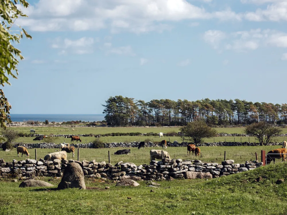 Bussrundtur från färjeläge till fyrplats på södra Öland