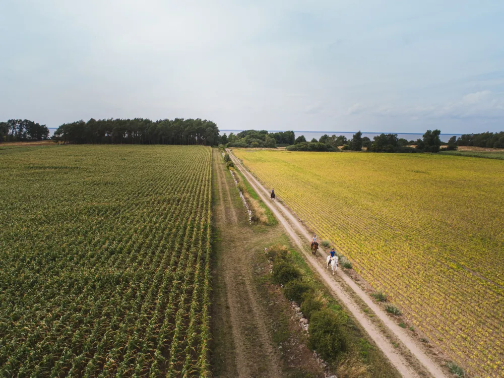 Kollberggårdens Islandshästar