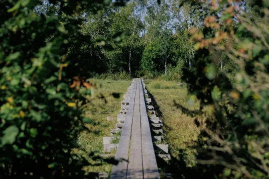 Mittlandsskogen - historiskt arv och makalös artrikedom 