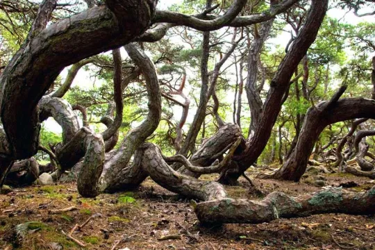 Trollskogen