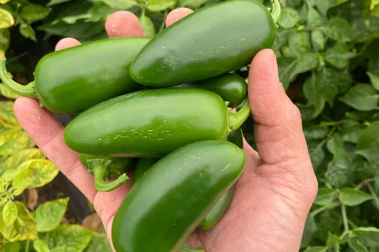 Pappi's Chilli