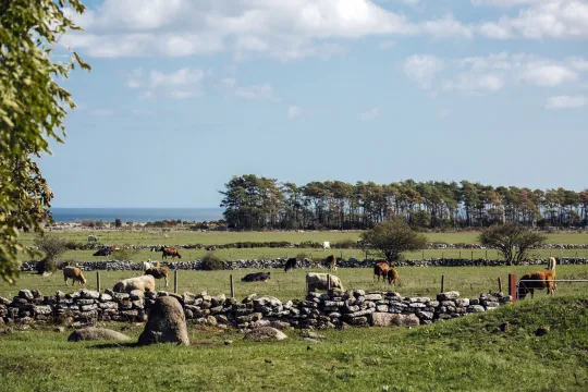 Bussrundtur från färjeläge till fyrplats på södra Öland