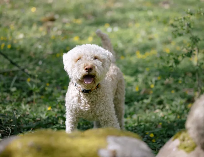 en hund på en gräsmatta