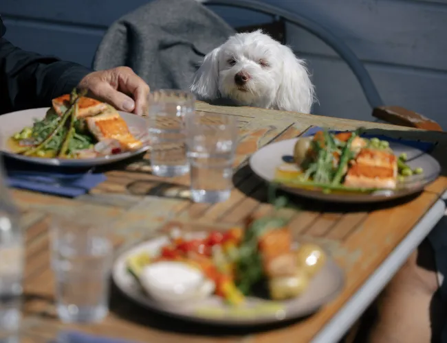hund på restaurang i kårehamn
