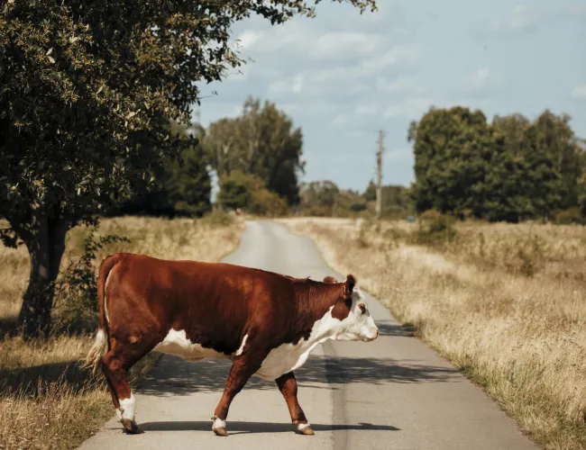 En brun kossa går över en väg vid Ottenby på Öland