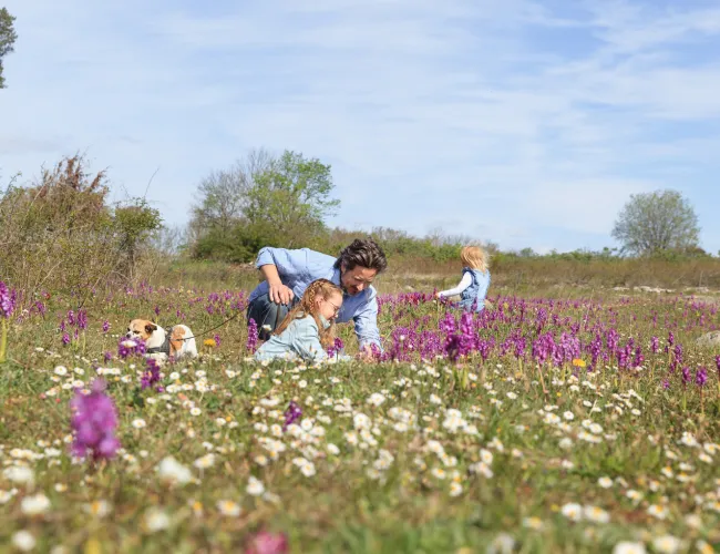 Orchids at Stora alvaret