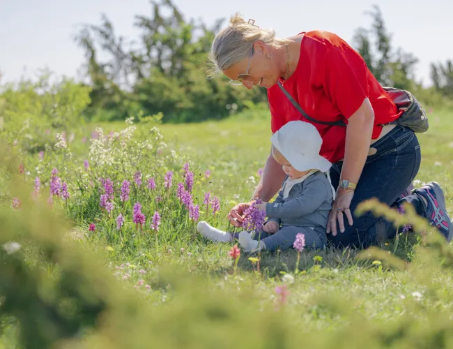 Orkidéer på Öländska alvaret. En liten pojk tillsammans med sin mormor sitter på marken och tittar på orkidéerna.