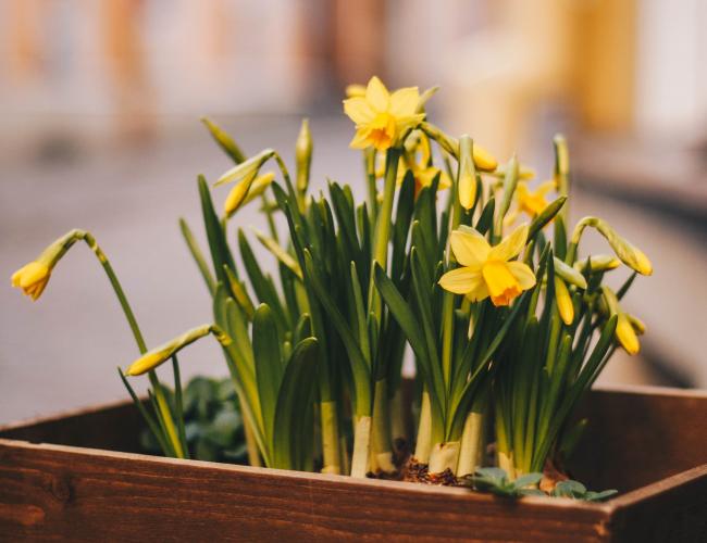 Easter on Öland - Daffodils