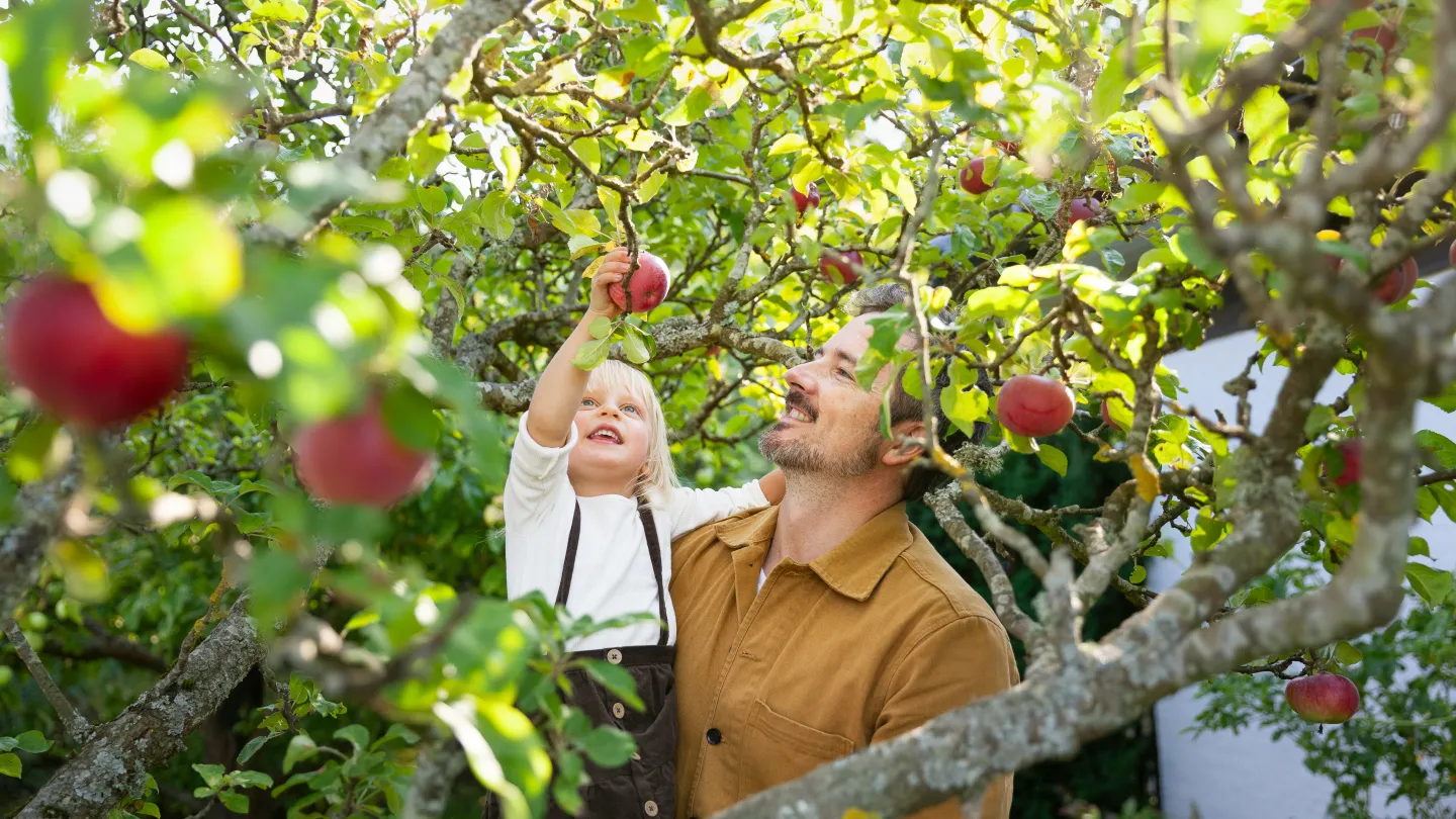 Ett barn plockar äpplen från ett träd