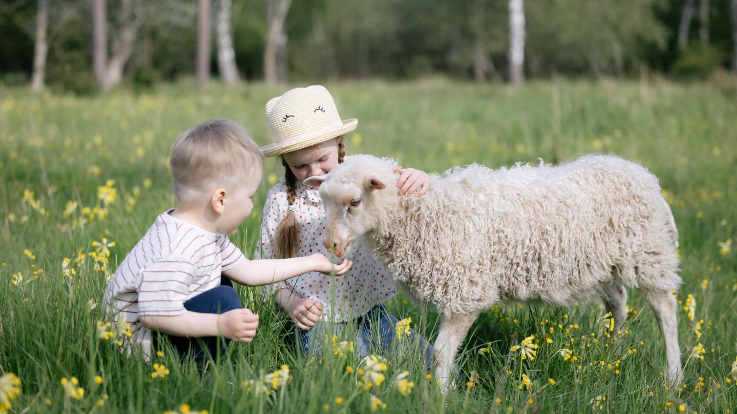 Children in the sheepfold