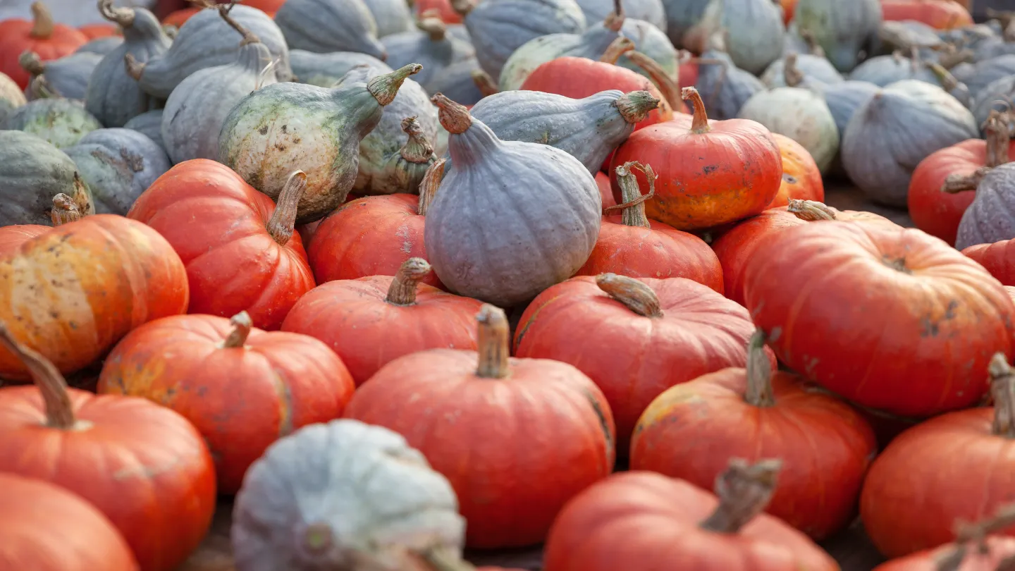 Många pumpor i olika färger ligger samlade.