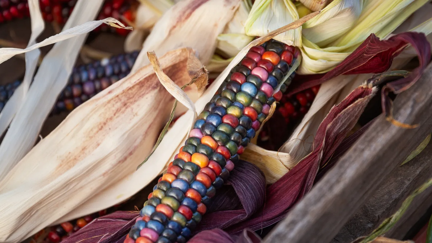 Färgglada majskolvar