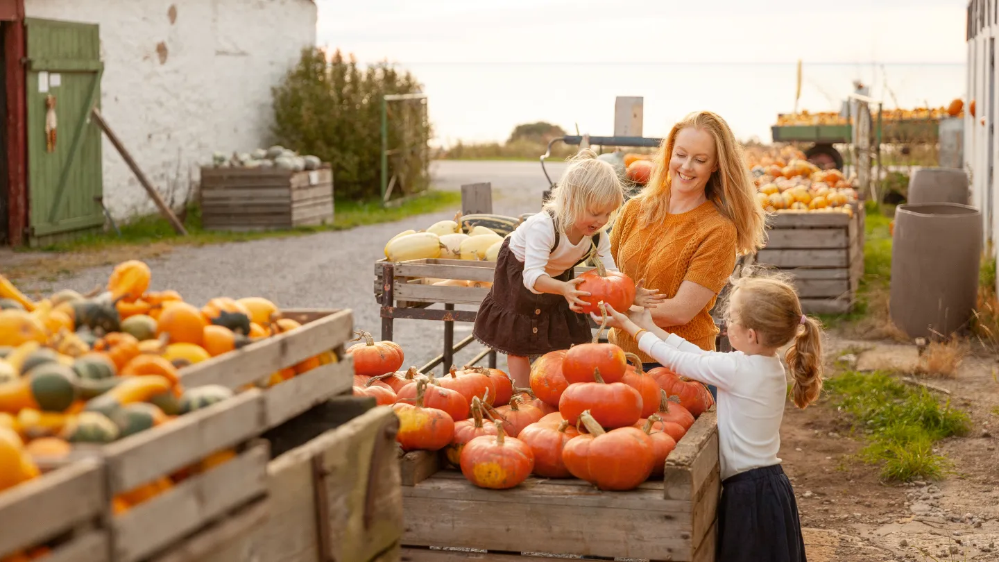 En kvinna och två barn plockar pumpor på en gård.