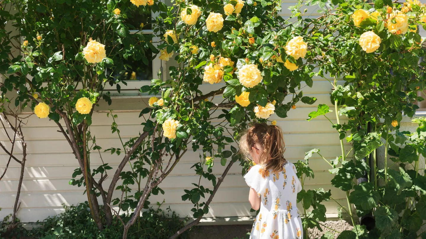 Ett barn står vid en buske med gula rosor.