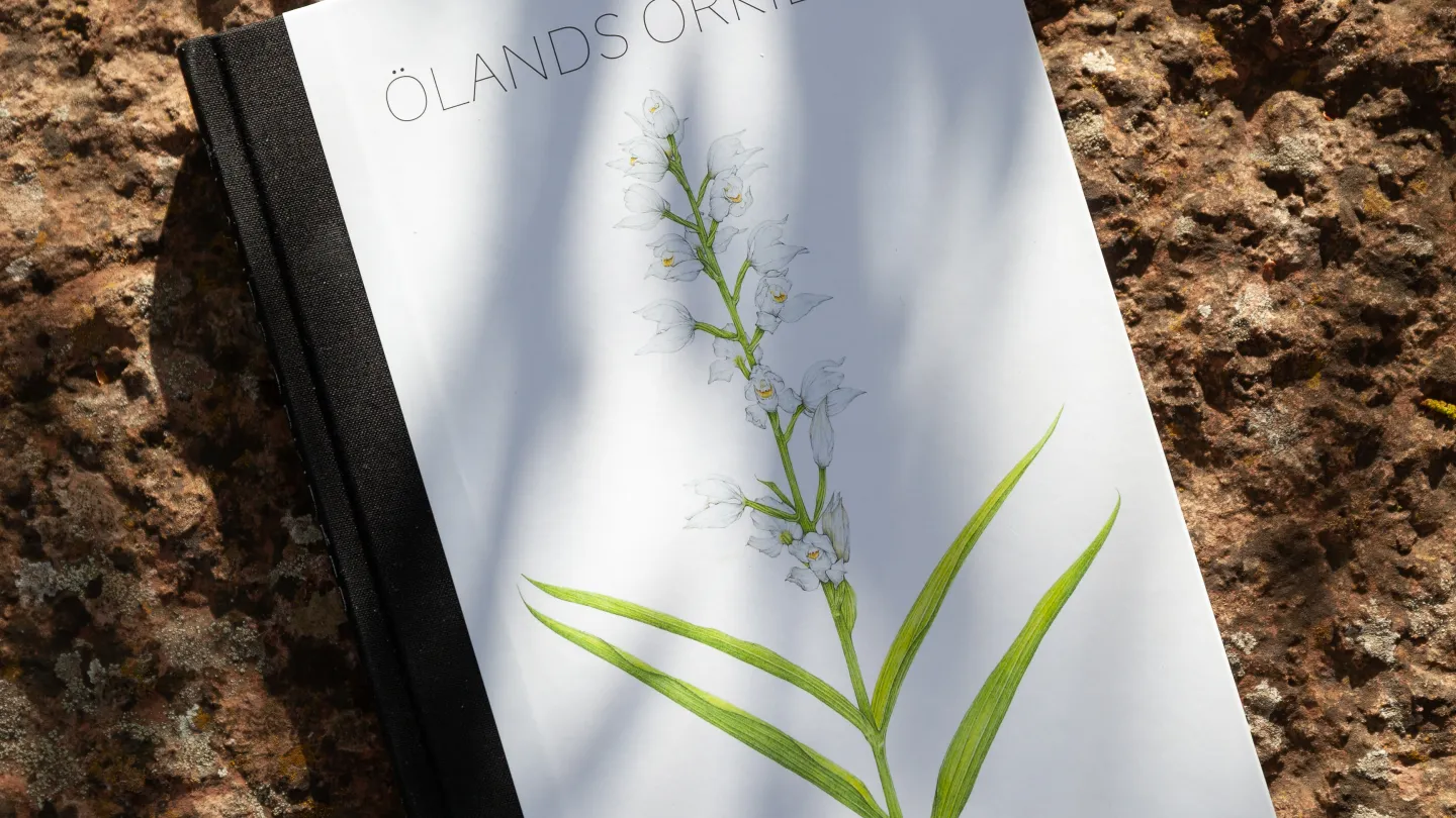 En bok med titeln “Ölands orkidéer” ligger på en stenig mark.