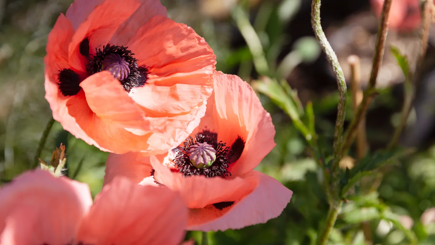 Blomma som växer i handelsträdgården