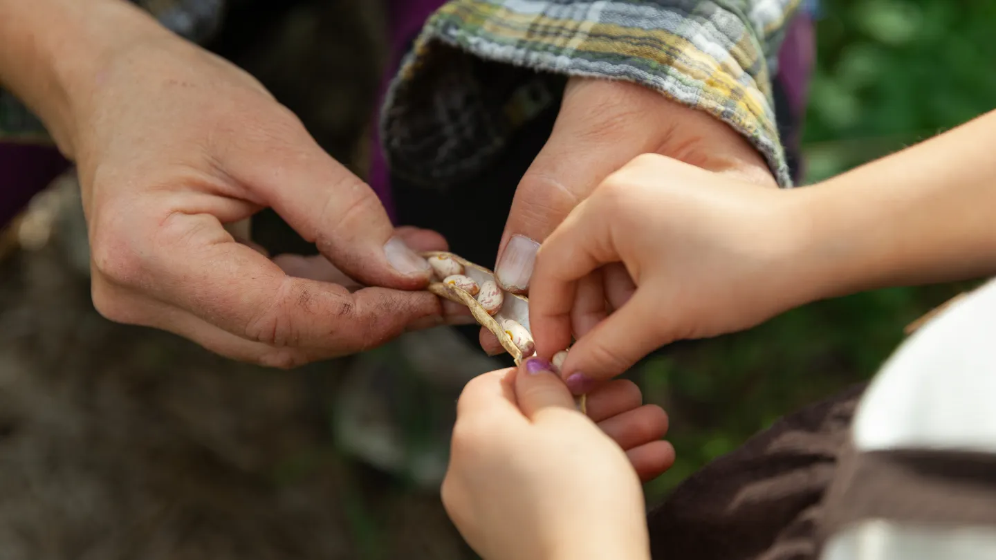 två personer öppnar en böna 