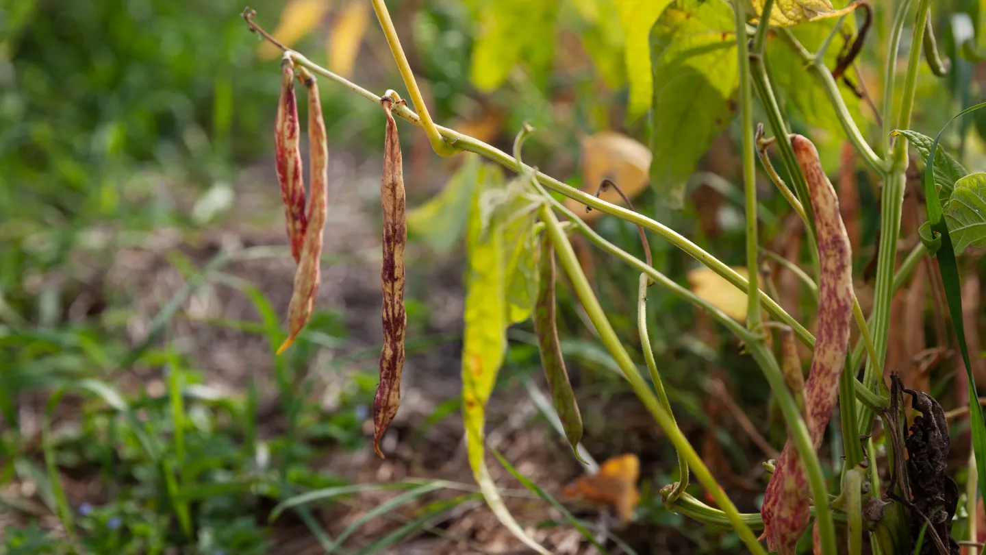 mogna bönskidor som hänger från en planta