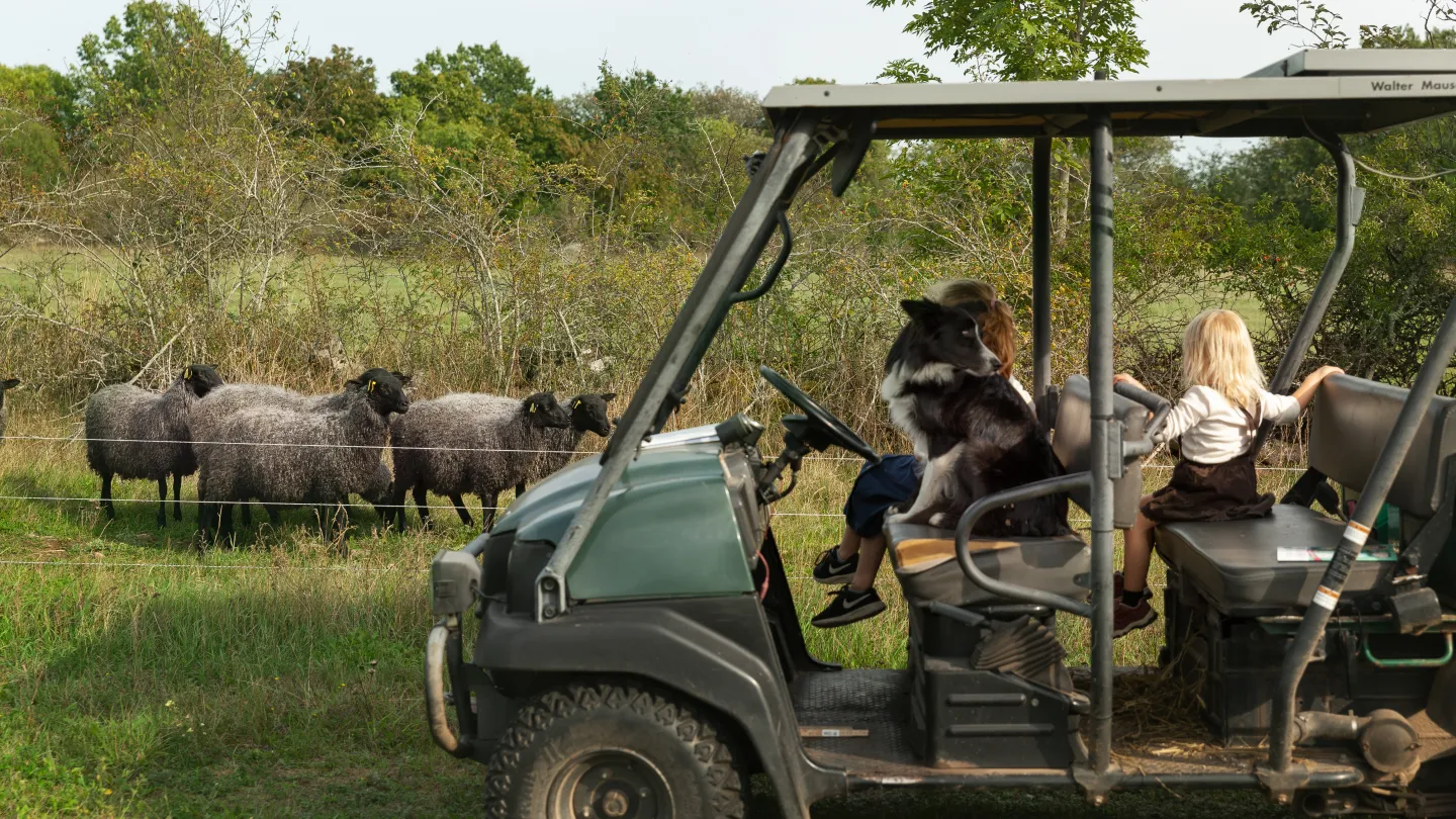 Barn i gårdsbil tittar på får i hage.