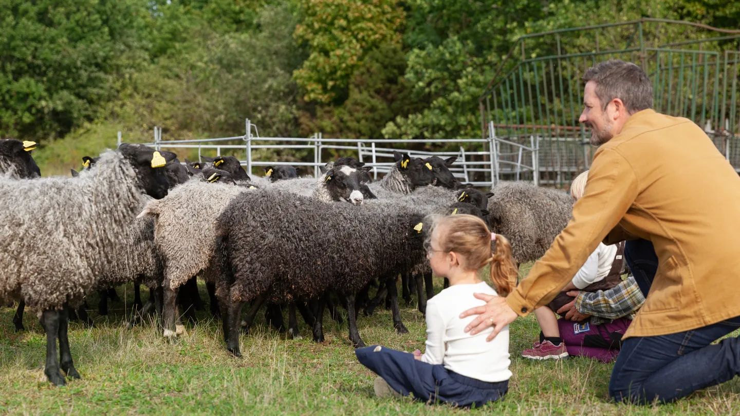 Familj sitter bredvid får i en hage