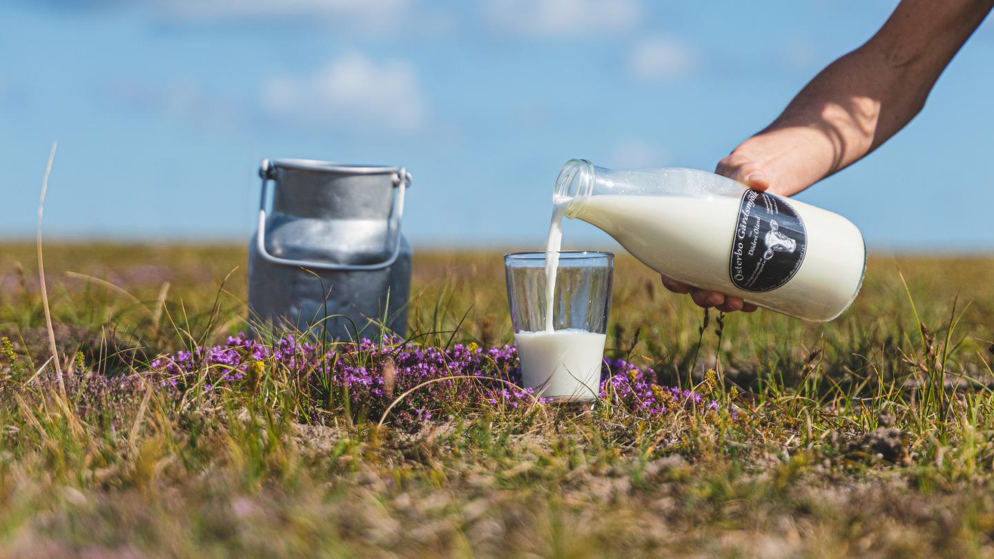 Milk at Bondbönan on Öland