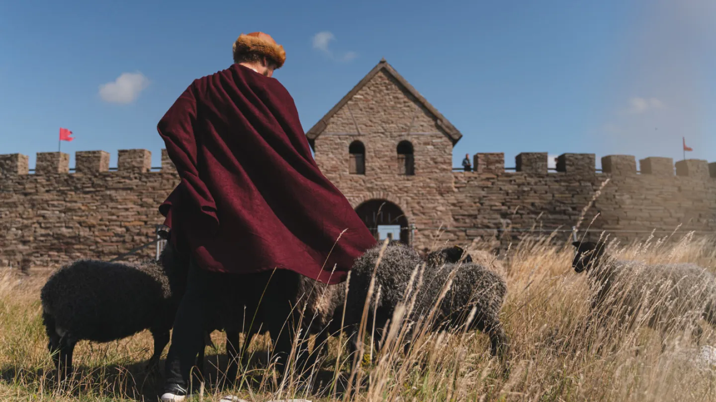 A man in a cloak feeding sheep outside Eketorps Borg