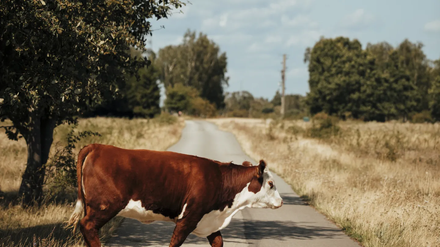 En brun kossa går över en väg vid Ottenby på Öland