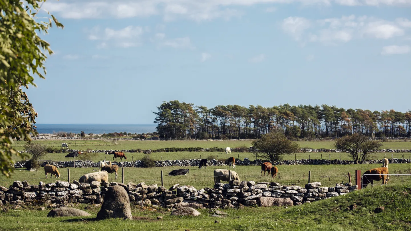 Sjömarker på södra Öland